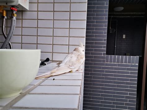 家裡飛來一隻鳥|【家裡飛來鳥】家裡飛來吉祥鳥？鳥類進家預示什麼吉凶福禍？